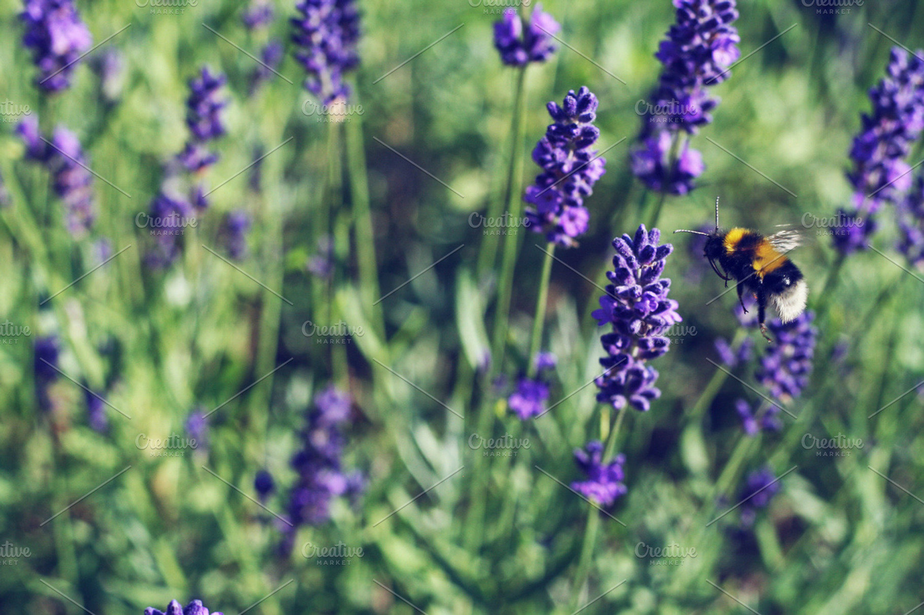 Bumble Bee Containing Bumble Bee Nature And Flowers