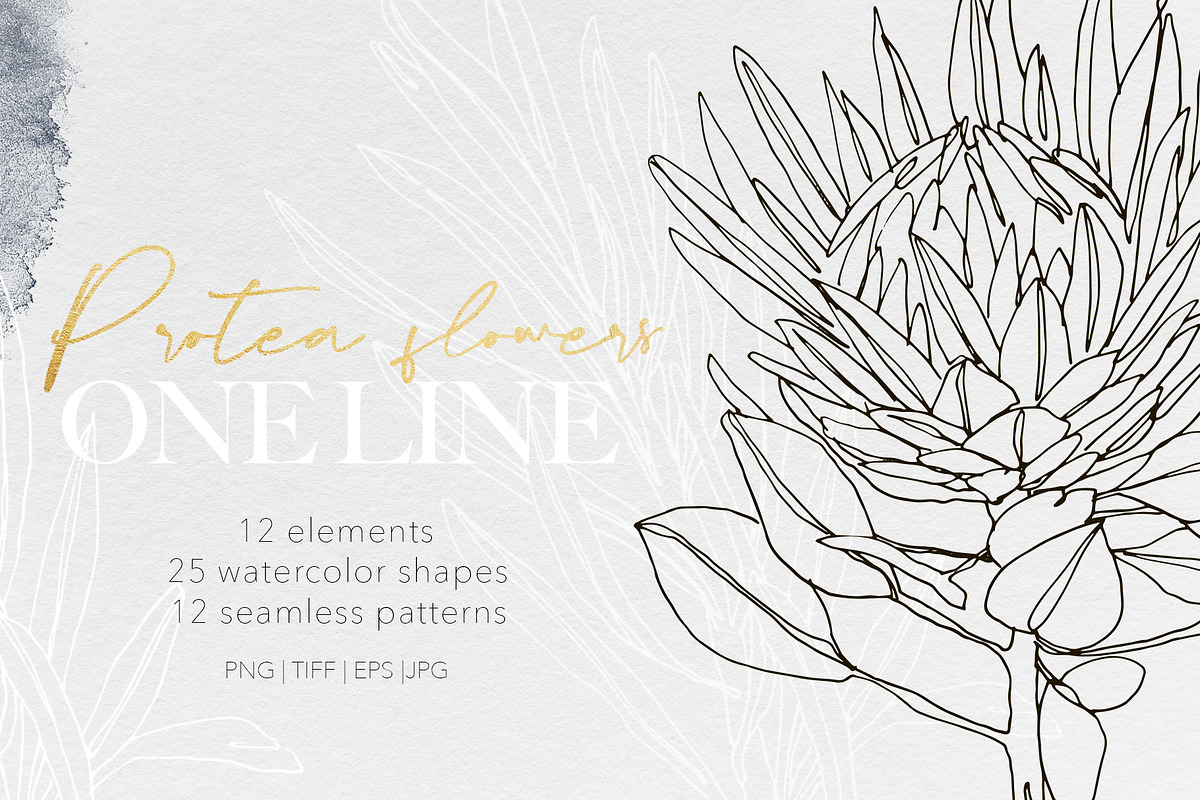 One Line Modern Sketch Protea Flower, a Decorative Illustration by Alisa Fimen Design (Photo 1 of 11)
