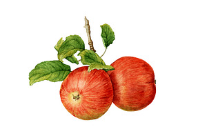 30%OFF! Apple Harvest