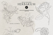 Herbarium: Pressed Dry Flowers vol.1, a Decorative Illustration by AnaPierceArt (Thumbnail 4 of 12)