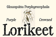 CS Brinley Stamp, a Serif Font by Craft Supply Co. (Thumbnail 2 of 8)