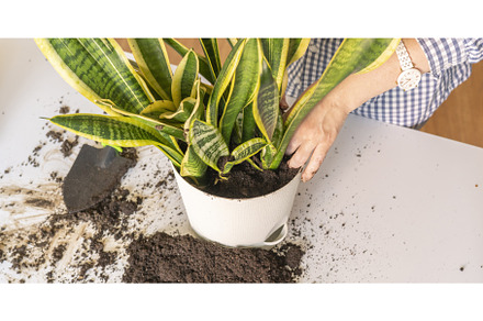 the woman hands planting the snake, a Nature Photo by Mikee's stuff