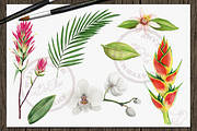 Tropical Big Pack Watercolor Clip, a Decorative Illustration by DioFlow (Thumbnail 12 of 26)