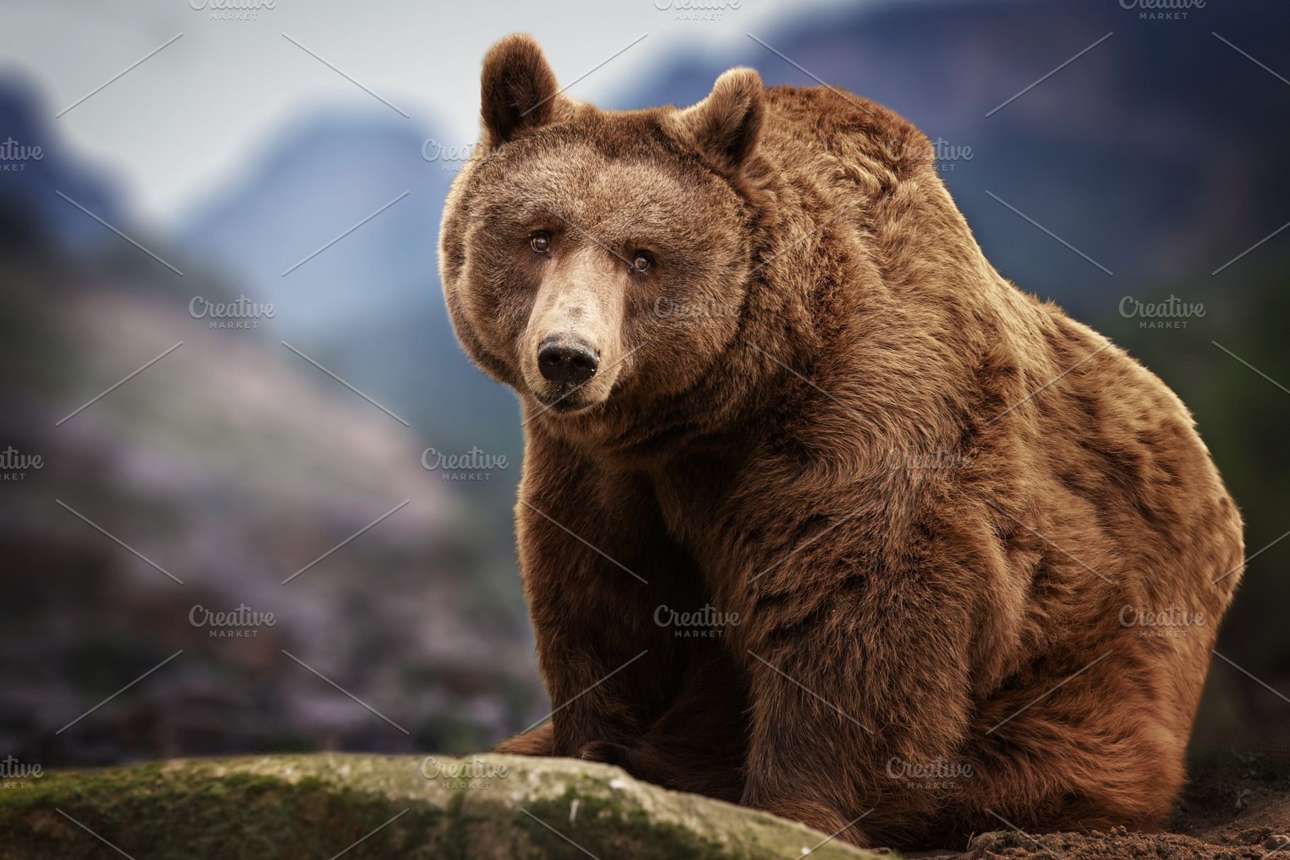 Brown Bear in a Mountainous Landscap, an Animal Photo by Perpis