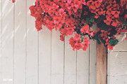 30 Instagram Filters ACR & ATN, an Action Add-On by ShutterPro (Thumbnail 3 of 76)