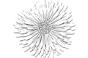 Decorative Floral Mandala Rose Butte, an Object Illustration by Designer_Momina (Thumbnail 20 of 21)