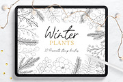 Winter Plants Procreate Stamps, a Brush Add-On by Little Nordic Atelier (Thumbnail 1 of 4)