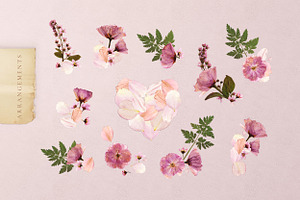 Herbarium Vol. 1: Cherry Blossoms