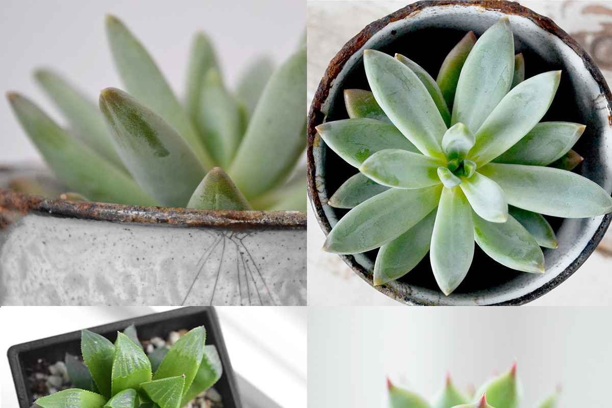 Succulent-Themed Instagram Collectio, a Social Media Template by Greenleaf Images (Photo 3 of 4)