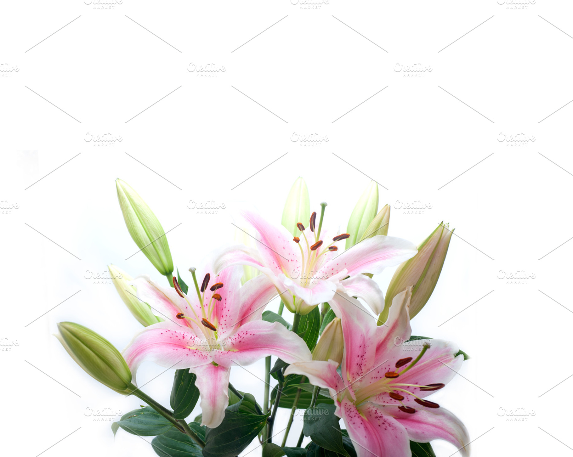 Lily flowers containing flower, white, and lily, a Nature Photo by keko64