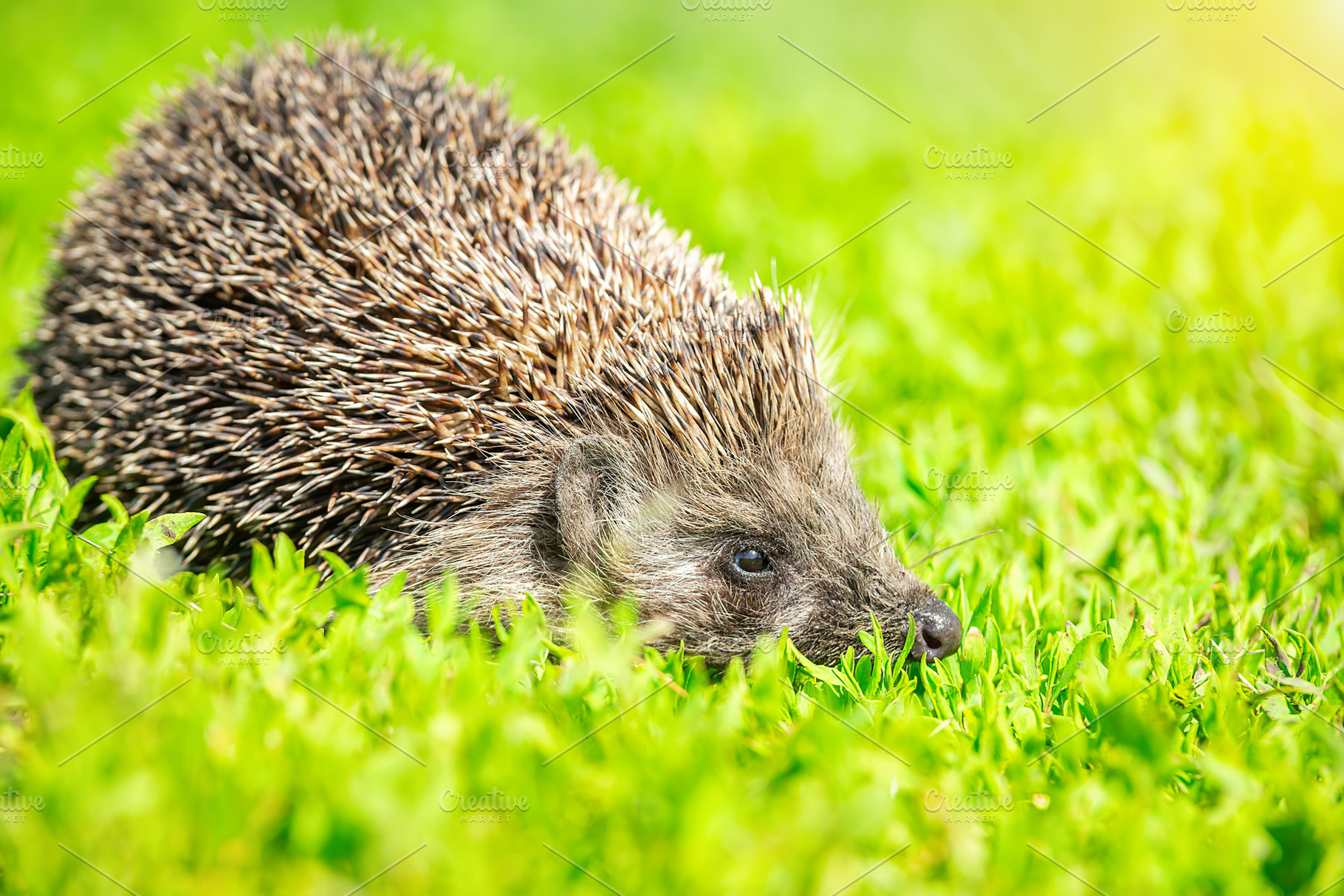 hedgehog on the grass., an Animal Photo by AlexBush