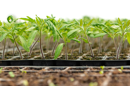 Small seedlings growing in cultivati stock photo containing seedlings and, a Food & Drink Photo by Byrdyak