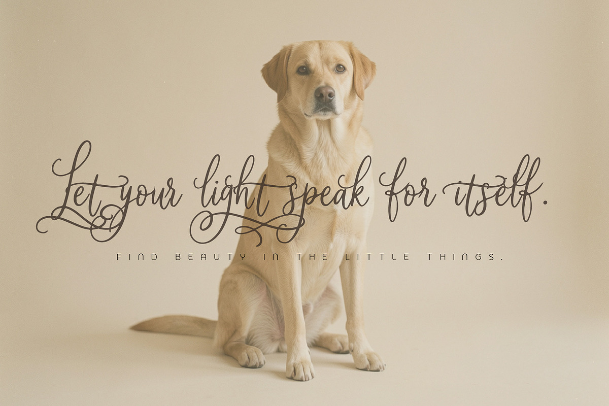Soila Yadelle Elegant Curves Script, a Script Font by HypeWorksCo (Photo 6 of 15)