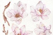 Beautiful flowers of magnolia, feath, an Illustration by JaneLane (Thumbnail 2 of 4)