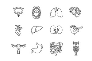 Internal Organs.Vector illlustration, a Healthcare Illustration by Tettygreen