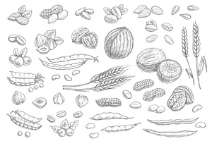 Nuts, Cereal Grains Sketch Icons