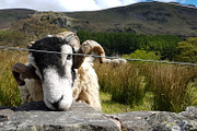 Friendly Sheep Greeting Camera, an Animal Photo by MusiqueDesigns (Thumbnail 2 of 2)