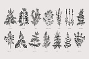 25 Medicinal Herbs Vector Collection, a Healthcare Illustration by Yevheniia (Thumbnail 3 of 11)