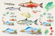 Watercolour Salmon Life Cycle Set, an Education Illustration by Tati Bordiu (Thumbnail 4 of 4)