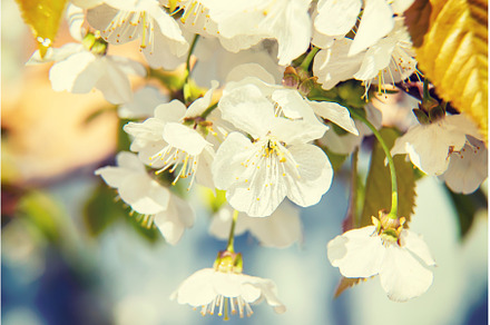 Flowering tree branches in spring, a Nature Photo by yanadjana
