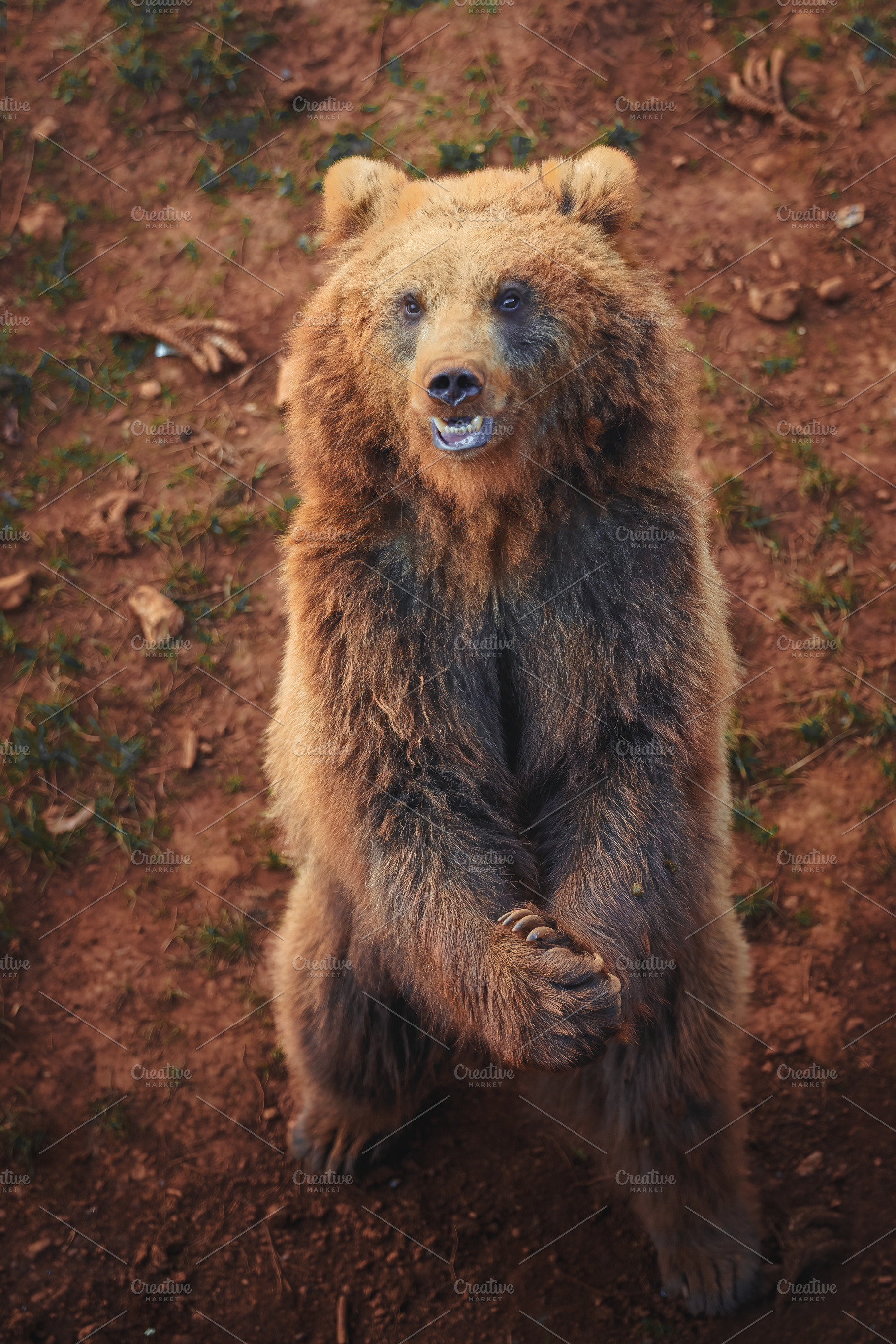 Brown bear standing with crossed leg, an Animal Photo by Perpis