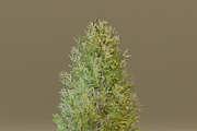 The Siberian Larch Tree, a Plants & Tree 3D Model by FuturePastCreatives (Thumbnail 4 of 4)