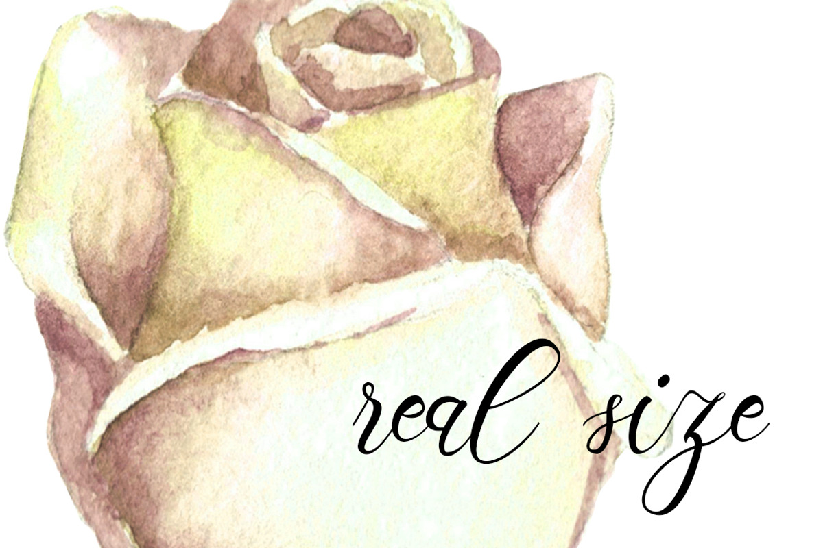 Watercolor White Roses Wedding Set, an Illustration by WBS Design (Photo 8 of 8)