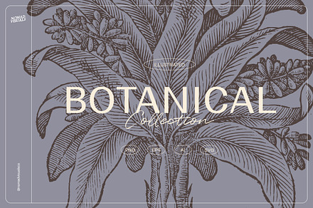 Botanical Collection, a Decorative Illustration by Nomad Visuals