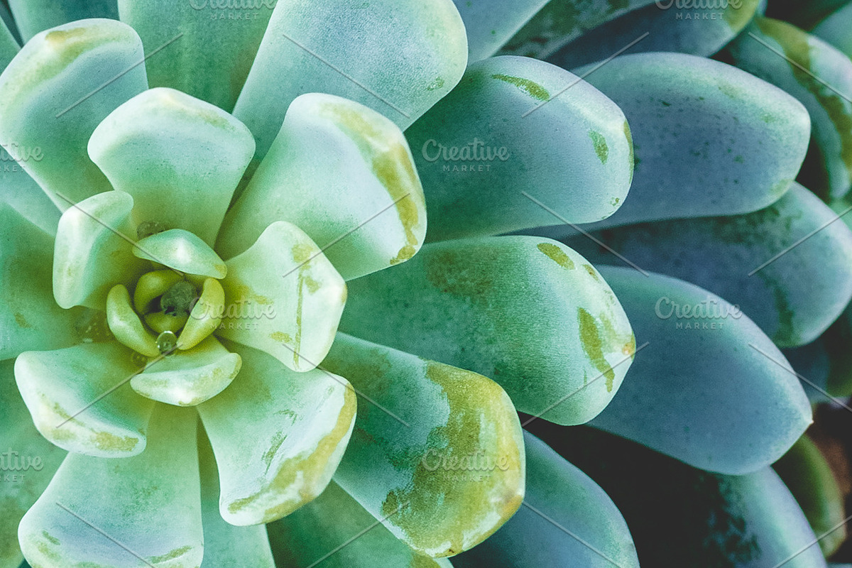 Succulents bundle featuring succulent, green, and plant, a Nature Photo by HG Photography (Photo 2 of 6)