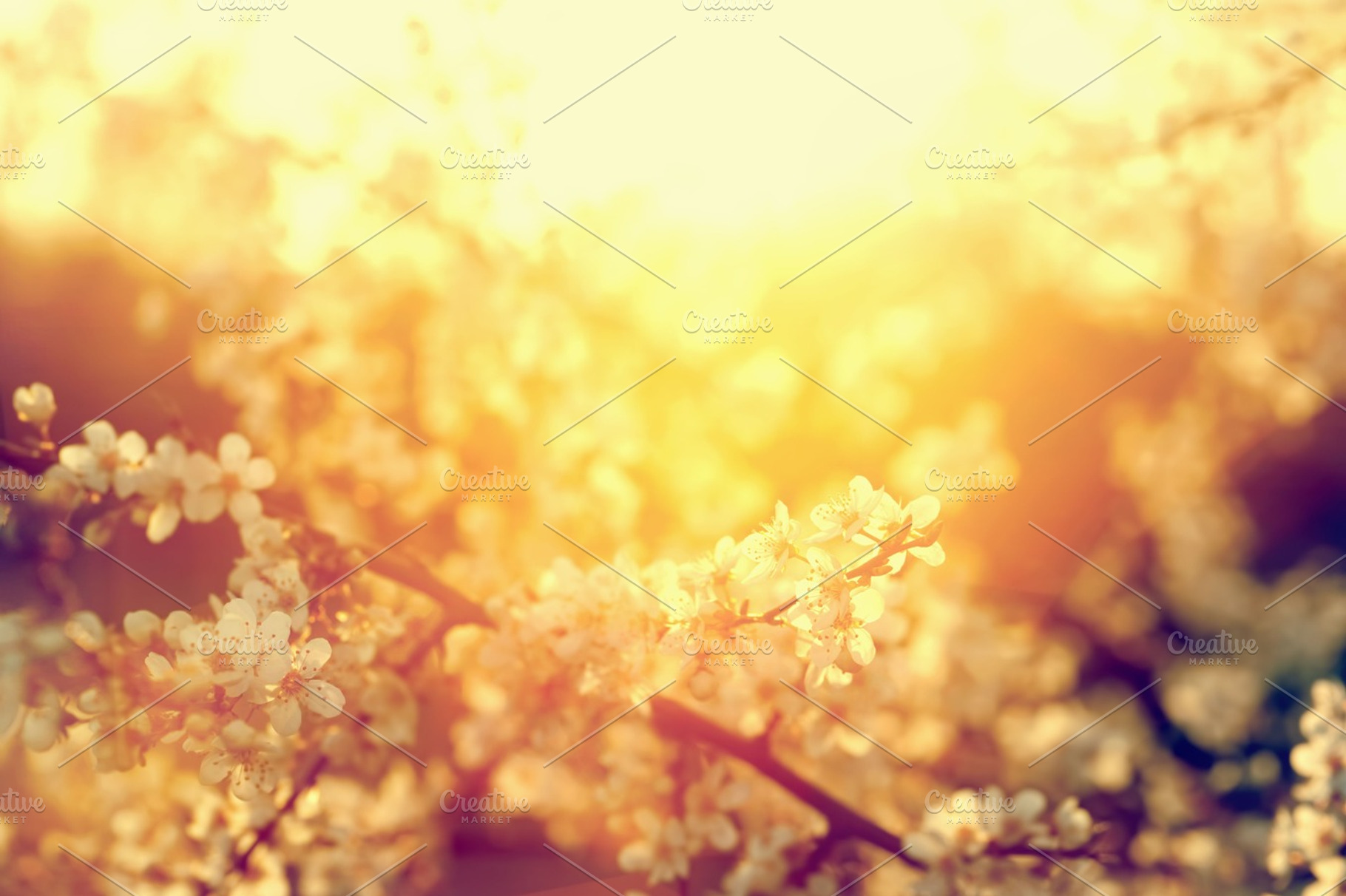 Spring tree flowers blossom vintage containing spring, tree, and flowers, a Nature Photo by Photocreo Michal Bednarek