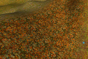 AUTUMN AND WINTER TEXTURE PACK, a Textures & Material 3D Model by Beatheart Creative Studio (Thumbnail 54 of 58)