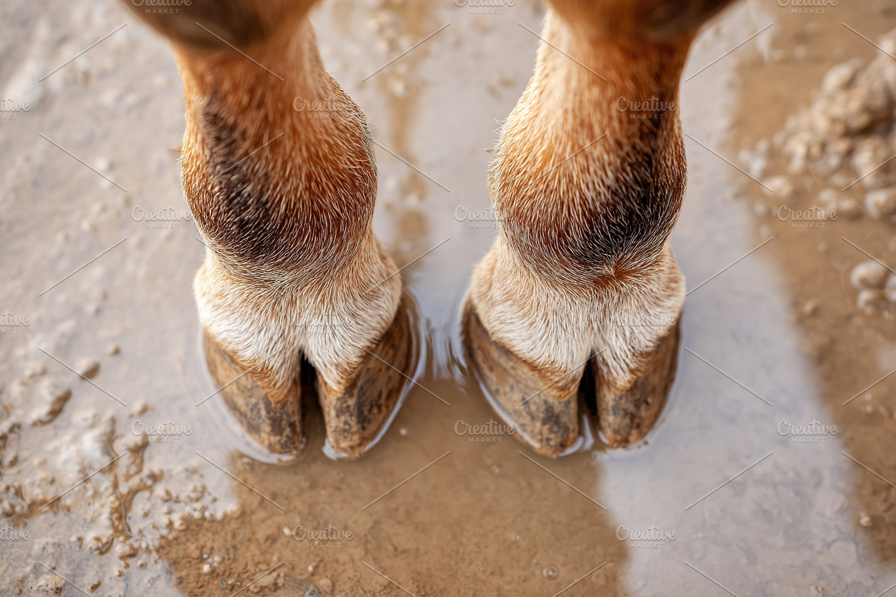 Close-up view of horse hooves in muddy ground during a sunny day, an Animal Photo by AlyaAnd
