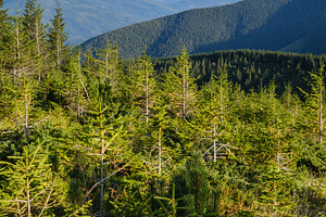Summer Carpathian mountains evening view. Stony Gorgany massif,, a Nature Photo by YuriyB