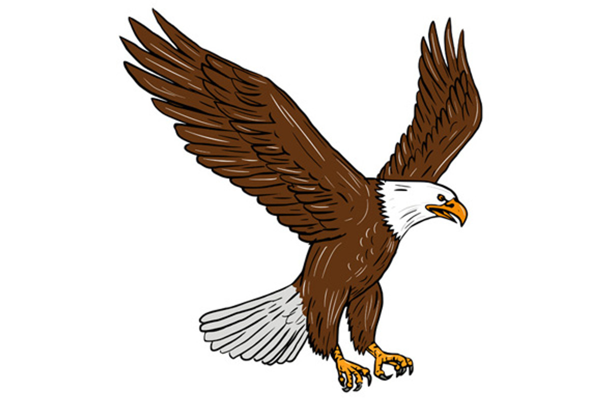 Bald Eagle Flying Drawing, an Animal Illustration by patrimonio