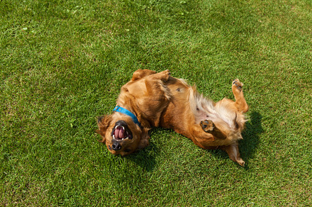Mixed spaniel dogs spaniel containing dog, pet, and canine, an Animal Photo by Photostock