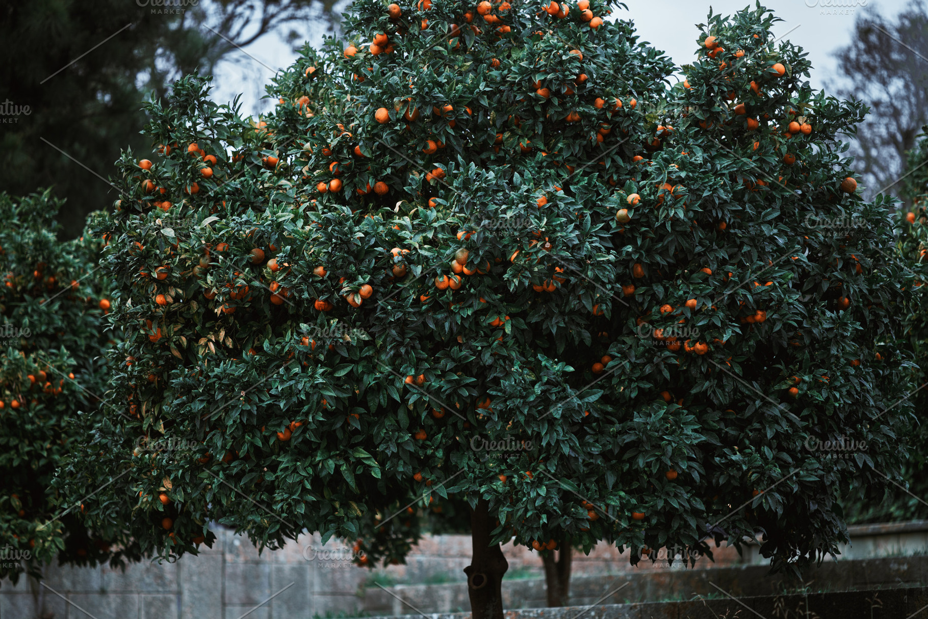 Ripe orange tree in orchard, a Nature Photo by SkyNext