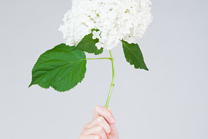 hand holding up hydrangea flowers