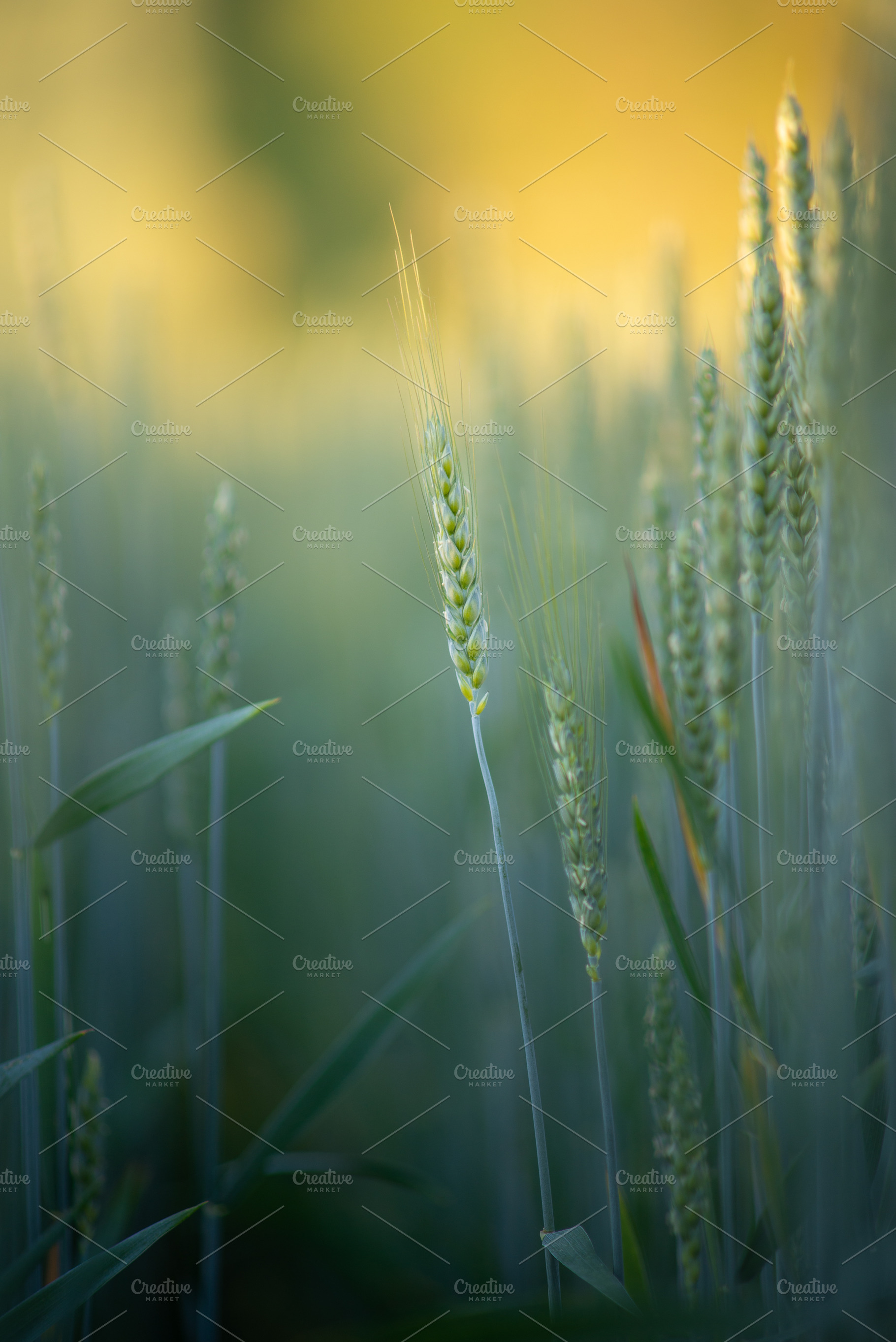 Ears of wheat on the farmfield, a Nature Photo by Mark Borbely