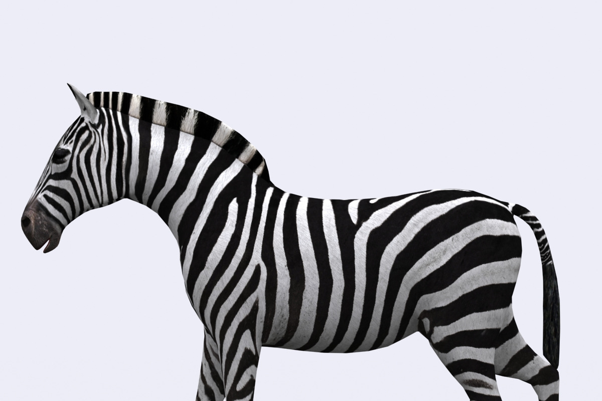 3DRT - Safari animals -Zebra, an Animal 3D Model by 3DRT.com (Photo 1 of 3)