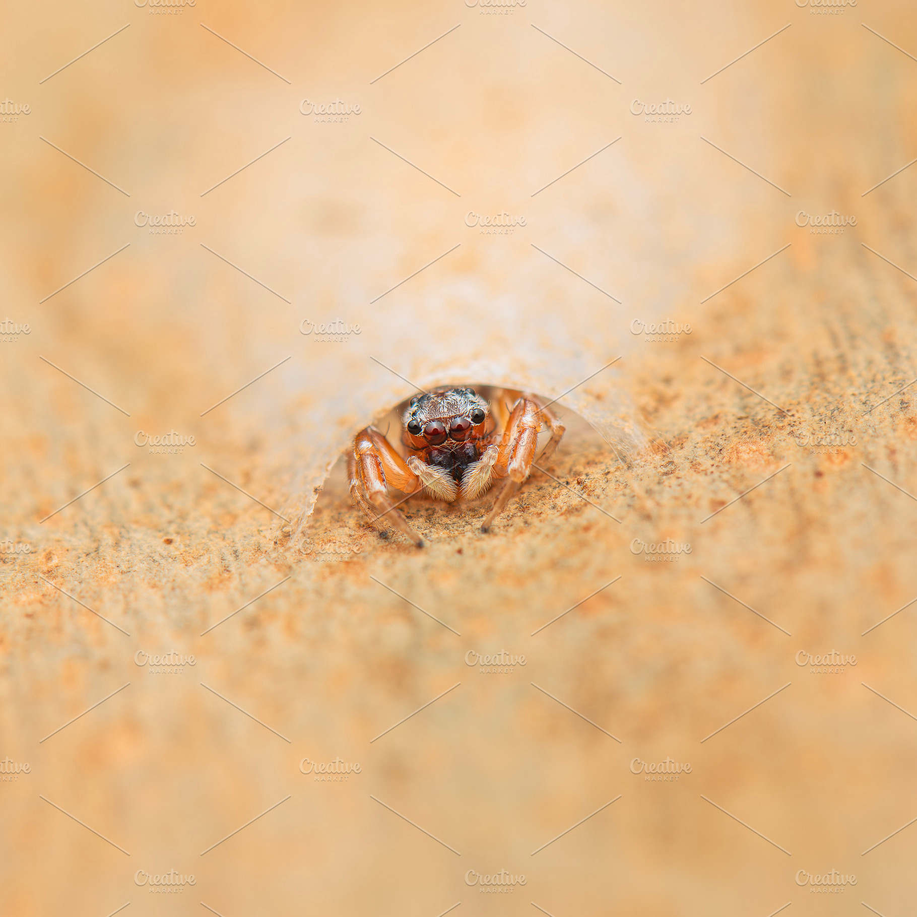 Flat-white jumping spider, an Animal Photo by Rob D Animal Photography