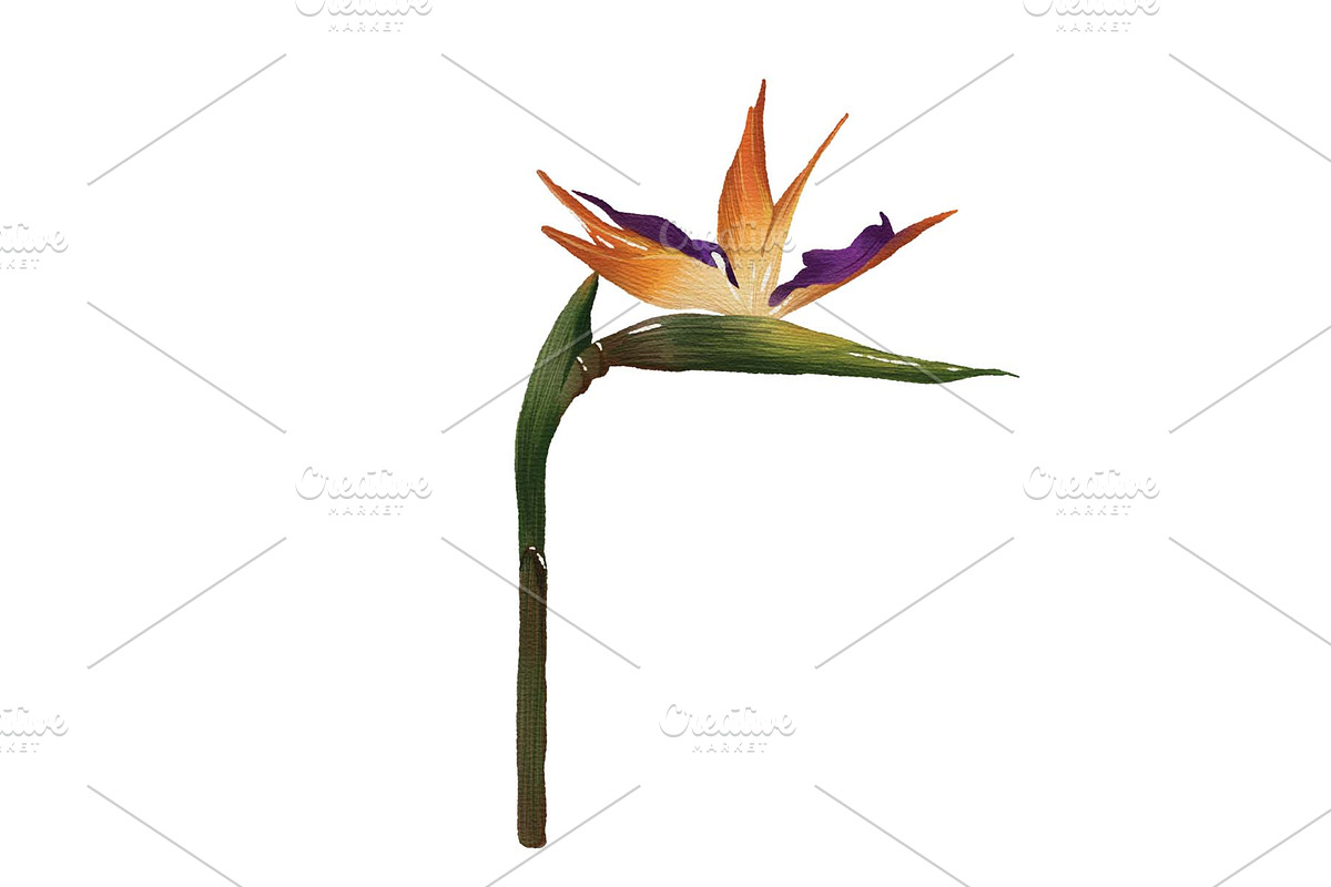 Bird of Paradise Illustration, an Illustration by Built by Britt