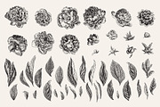 Peonies. Vintage illustrations, an Illustration by olga.korneeva (Thumbnail 4 of 9)