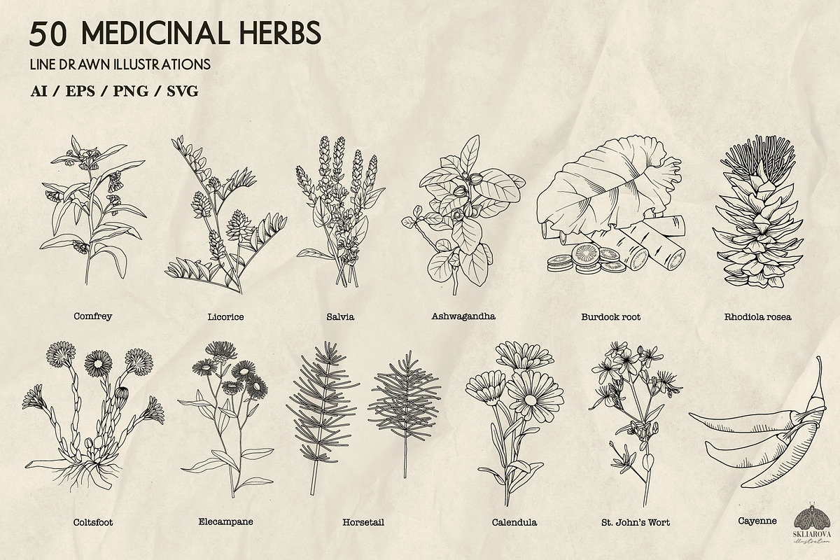 Medicinal Herbs line art + Procreate, an Illustration by Skliarova (Photo 4 of 5)