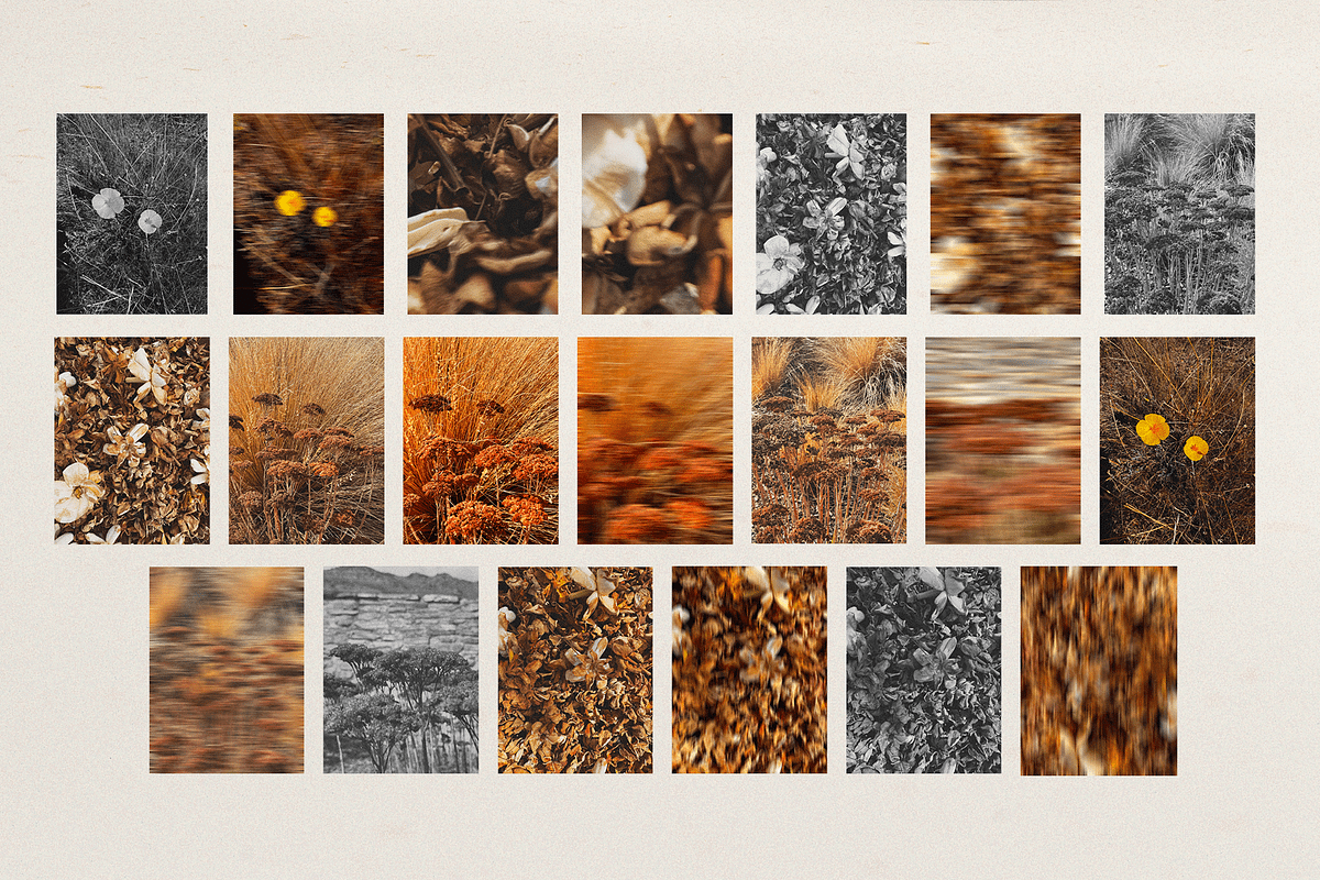 Harvest Rituals | Autumn Images, a Background Photo by bron.alexander (Photo 10 of 12)