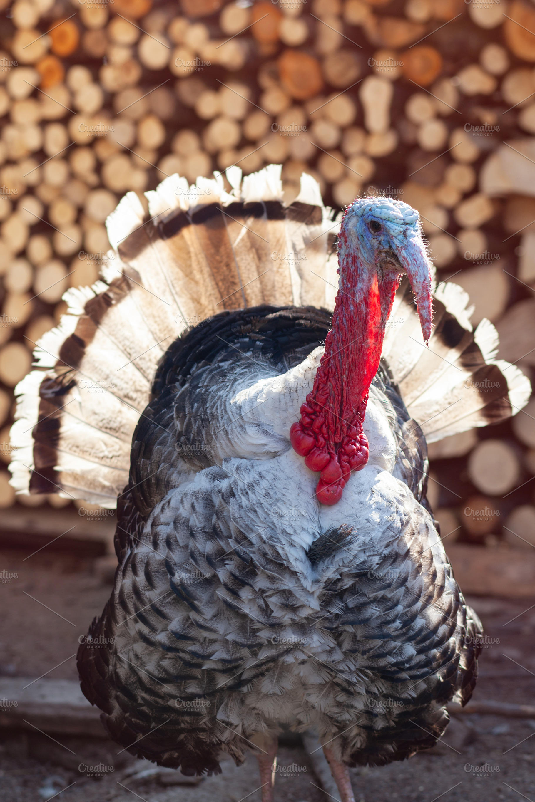 Big turkey in courtyard of village h featuring turkey, bird, and cock, an Animal Photo by Rohan Photography