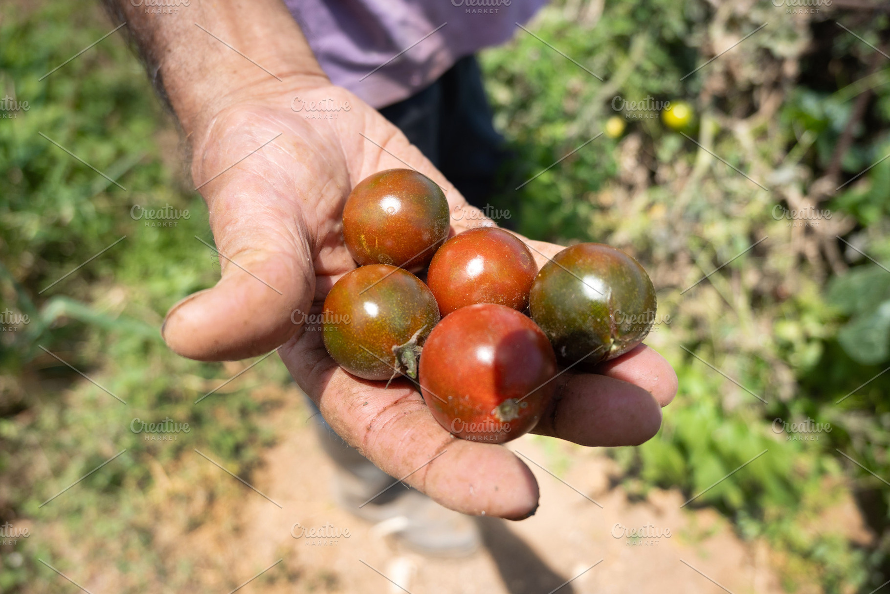 Hand holding ripe cherry tomatoes on the vine in an organic gard, a Food & Drink Photo by etorres69