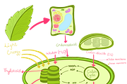 Biology & Anatomy goodnotes stickers, an Education Illustration by Noorist (Thumbnail 4 of 32)