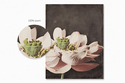 Vintage Japanese II, a Decorative Illustration by rileyBgraphics (Thumbnail 7 of 7)