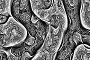 Cytoplasm, a Texture Graphic by Jennifer Lauren Creative (Thumbnail 6 of 9)