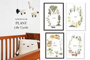 Watercolor Plant Life Cycle, an Education Illustration by MayaNavits (Thumbnail 2 of 17)